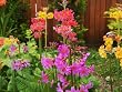 Sycamore Trading CANDELABRA PRIMULA x 5 Young Plants