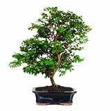 51HdW JXg7L. SL160  Brussels Jaboticaba Bonsai Reviews