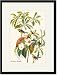 Black Framed/Matted Print 17x23, Bachman's Warbler