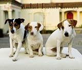 Jack Russell Terriers, For the Love of 2010 Deluxe Wall (Multilingual Edition)