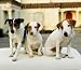 Jack Russell Terriers, For the Love of 2010 Deluxe Wall (Multilingual Edition)