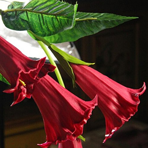 Mix color Datura flower seeds DWARF Brugmansia suaveolens Flamenco angel's Trumpets bonsai seed for home garden - 100 pcs / lot Mix color Datura flower seeds DWARF Brugmansia suaveolens Flamenco angel's Trumpets bonsai seed for home garden - 100 pcs / lot