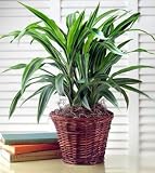 Same Day Flower Delivery Green Plant
