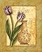Fringed Tulp by Pat Cockrell. Size 8.00 inches width by 10.00 inches height. High Quality Art Poster Print