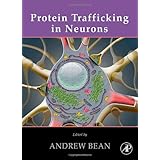 protein trafficking in neurons