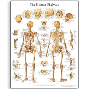 Human Anatomy Poster