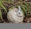 Evergreen 84974 Garden Portly, Rabbit, 6-Inches x 7.5-Inches [Lawn & Patio]