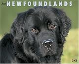 Just Newfoundlands 2008 Calendar (Just)