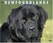 Just Newfoundlands 2008 Calendar (Just)