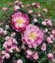 Magic Meidiland (gc) (own root) (Rosa Landscape/Shrub) - Bare Root Rose