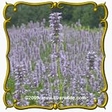 1 Lb Anise Hyssop (Agastache foeniculum) Bulk Wildflower Seeds