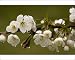 Photographic Prints of Wild cherry in flower, after rain from Ardea Wildlife Pets
