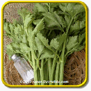 1 Oz Celery Seeds - 'Tall Utah 52/70' Bulk Vegetable Seeds