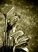 Old Set of Rough Used Golf Clubs Sepia Image - 24"