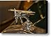 Chevrolet Vintage Hood Ornament Canvas Print / Canvas Art - Artist Douglas Barnard