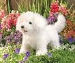 Bichon Frise Folkmanis Puppet - Plush Dog, 14 Inches