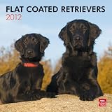 Flat-Coated Retrievers 2012 Square 12X12 Wall Calendar