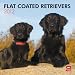 Flat-Coated Retrievers 2012 Square 12X12 Wall Calendar