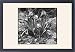 Framed Prints of Iris Pumila (Dwarf Iris) from Mary Evans