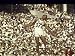 Greg Bell Competing in the Long Jump at the Summer Olympics Premium Photographic Post...