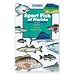 Sport Fish of Florida