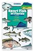 Sport Fish of Florida