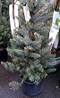 Colorado Blue Spruce "Fat Albert" Potted Five Gallon Tree