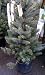 Colorado Blue Spruce "Fat Albert" Potted Five Gallon Tree