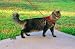 Caring for Your Cat: How to Raise a Healthy and Happy Feline Companion