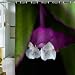 Shower Curtain Flower1 (by DENY Designs)