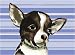 chihuahua25  - Ace the Chihuahua