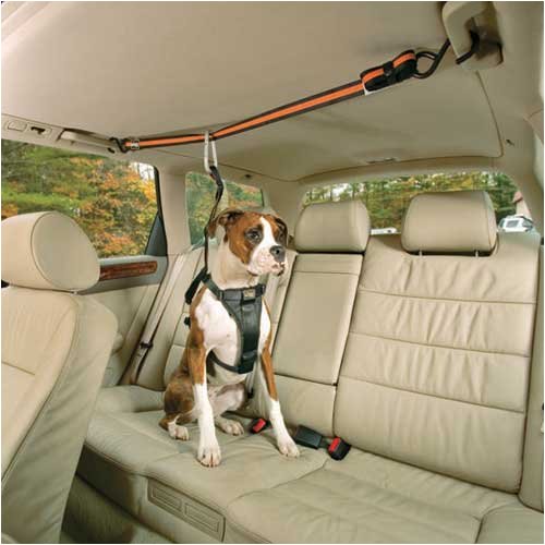 Auto Zip Line - Medium