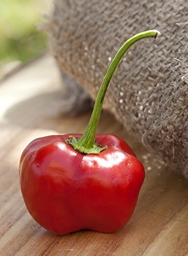 Pepperdew Malawi Piquante Heirloom Pepper Premium 50+ Seed Packet Pepperdew Malawi Piquante Heirloom Pepper Premium 50+ Seed Packet