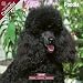   - 2009 Poodle Wall Calendar