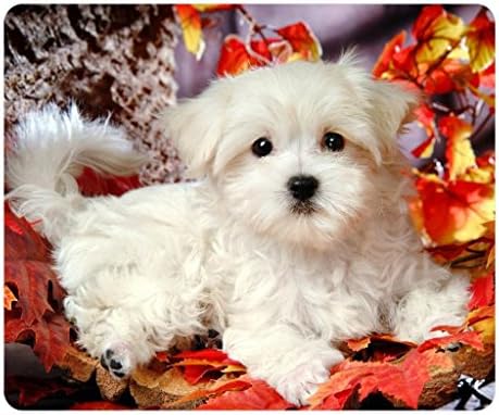Zenzzle Fashion Designed Rectangle Mouse Pad - Maltese Puppy Animal