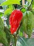Bhut Jolokia Red 20 Samen (eine der e...
