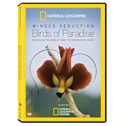 Winged Seduction: Birds of Paradise