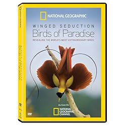 Winged Seduction: Birds of Paradise