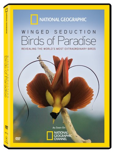 Winged Seduction: Bird / Paradise