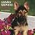 German Shepherd Puppies 2010 Square Wall (Multilingual Edition)