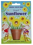 Grow Your Own Giant Sunflower