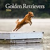 Turner Golden Retrievers 2016 Wall Calendar (8940022)