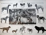 1906 KENNEL CLUB DOG SHOW CRYSTAL PALACE BULLDOG JUDGES