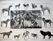 1906 KENNEL CLUB DOG SHOW CRYSTAL PALACE BULLDOG JUDGES