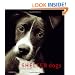 Shelter Dogs