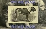 2.75 inch x 2 inch (7.5 x 5cm) Acrylic Fridge Magnet Dogs Chien De Normandie Vintage Image