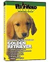 GOLDEN RETRIEVER DVD! + Dog & Puppy Training Bonus