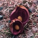 ザゼンソウ（座禅草）4.5号ポット[湿地の山野草]