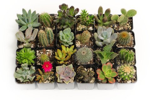 Awesome Collection of 20 Unique Cactus and Succulents No Two Alike Awesome Collection of 20 Unique Cactus and Succulents No Two Alike
