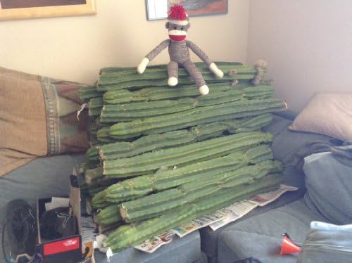 One Giant 24" Inch San Pedro Trichocereus Pachanoi Cactus Top Cuts